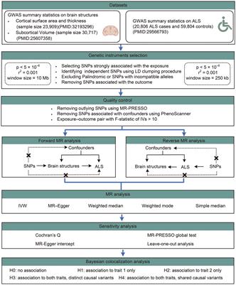 Evidence based on Mendelian randomization and colocalization analysis strengthens causal relationships between structural changes in specific brain regions and risk of amyotrophic lateral sclerosis